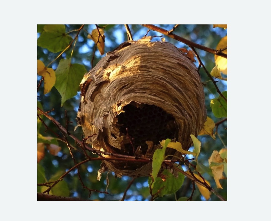 Обработка от шершней Верхние Серги