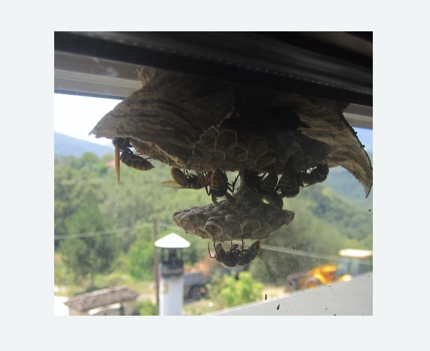 Уничтожение гнёзд шершней Верхние Серги